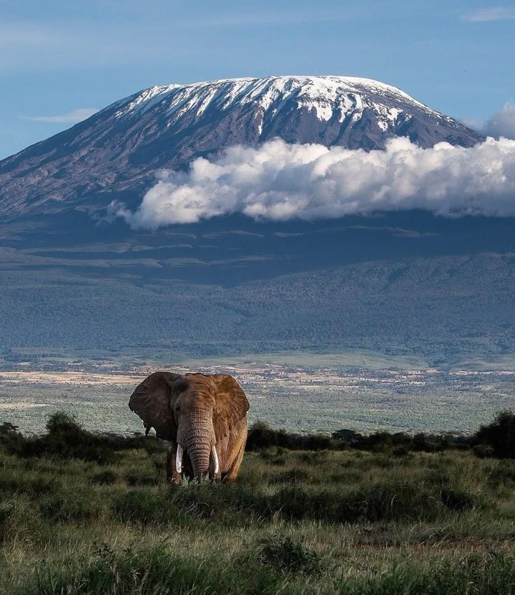 Amboseli Elephant Safari